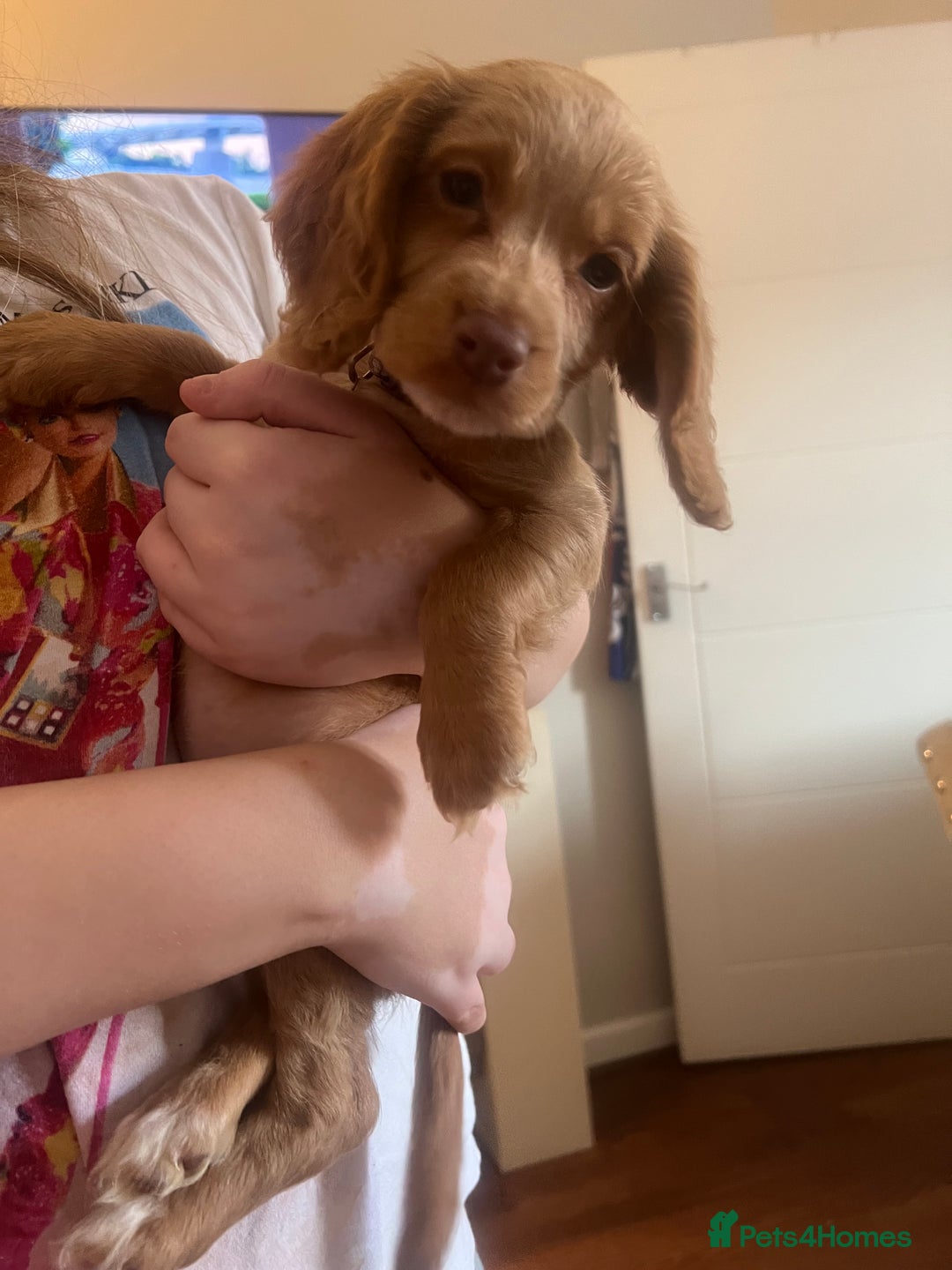 Cocker Spaniel dogs for sale: 2 female purebred cocker spaniels - Image 9