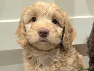 Cockapoo dogs F1 Minature cockapoos - Advert 4