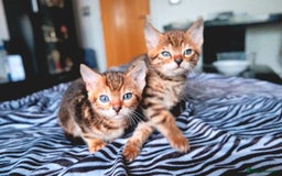 Bengal cats for sale: GORGEOUS RARE BENGAL BOY FOR REHOME 😻 - Image 4