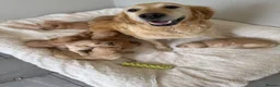 Golden Retriever dogs for sale: Beautiful KC Golden Retrievers  - Advert 1