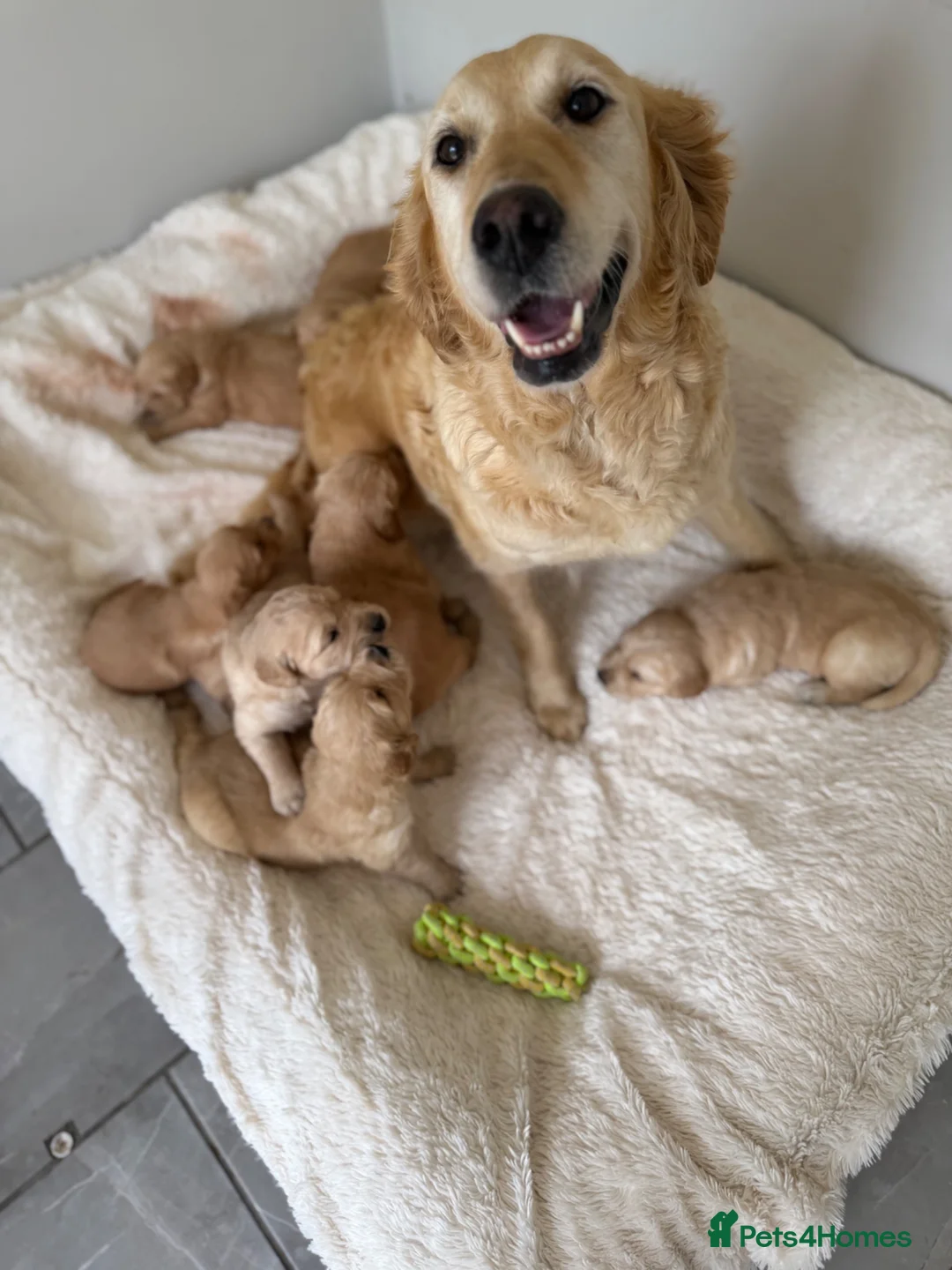 Golden Retriever dogs for sale: Beautiful KC Golden Retrievers  - Advert 1
