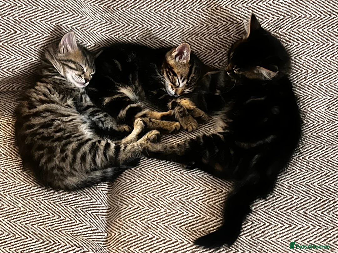 Bengal cats for sale: Beautiful Bengal Mix Babies – Playful & Loving in Wallington - Advert 1