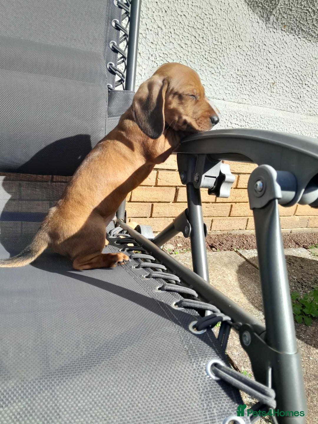 Dachshund dogs for sale: Adorable dachshund puppy - Image 5