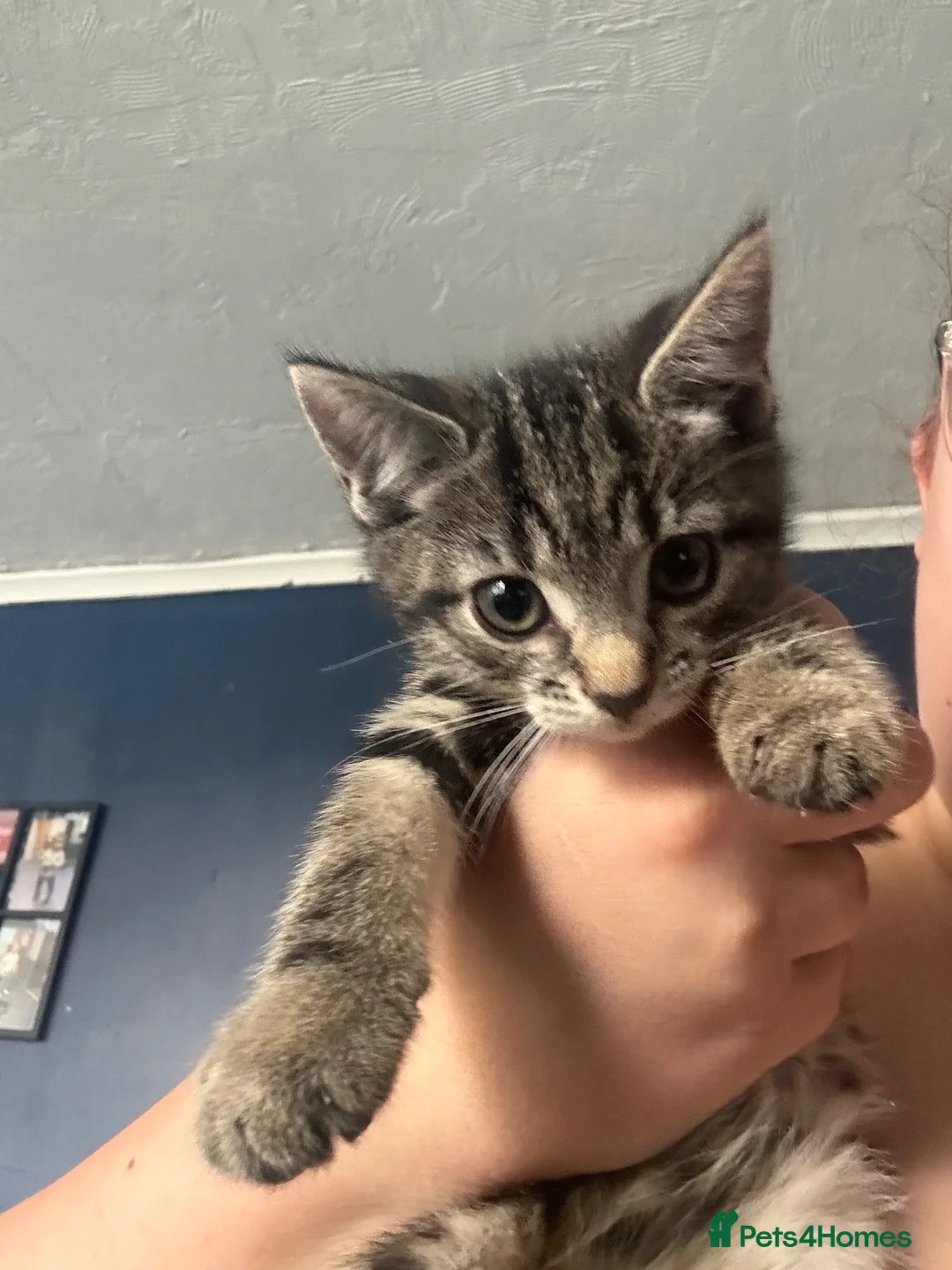 Mixed Breed cats for sale: Mix breed kittens  - Advert 2