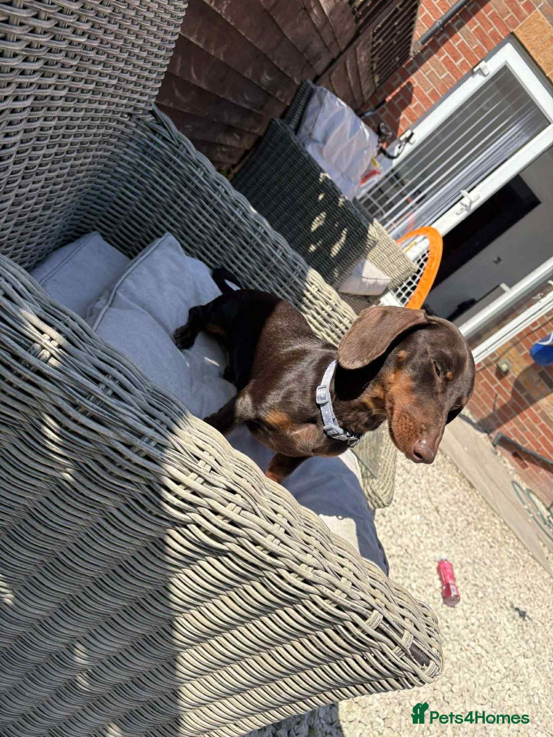 Miniature Dachshund dogs for sale: Miniature daschund male  - Image 6