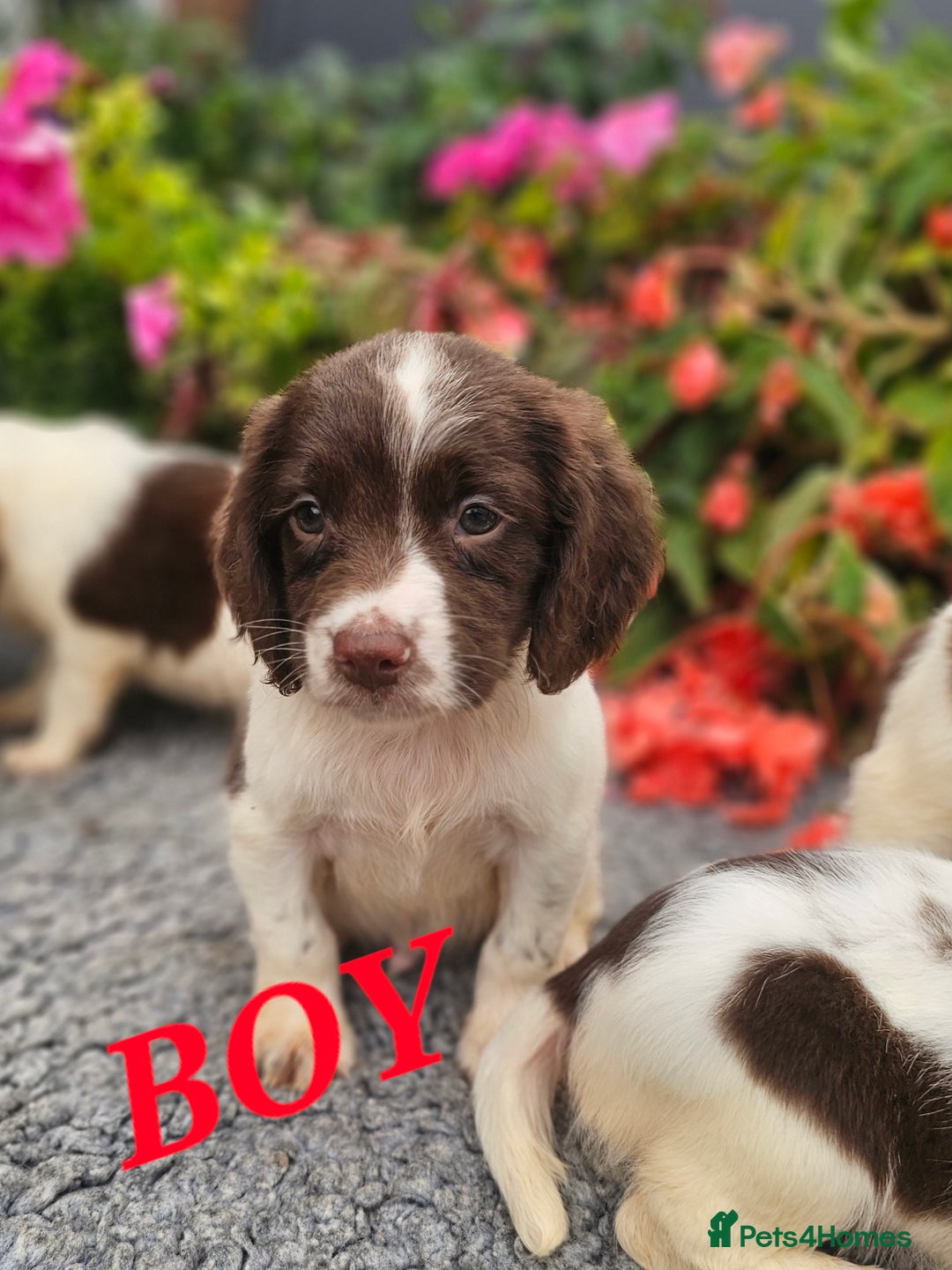 English Springer Spaniel dogs for sale: QUALITY WORKING ESS PUPS - Image 20