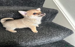 Pomchi dogs for sale: Tiny Pomchi - Image 14