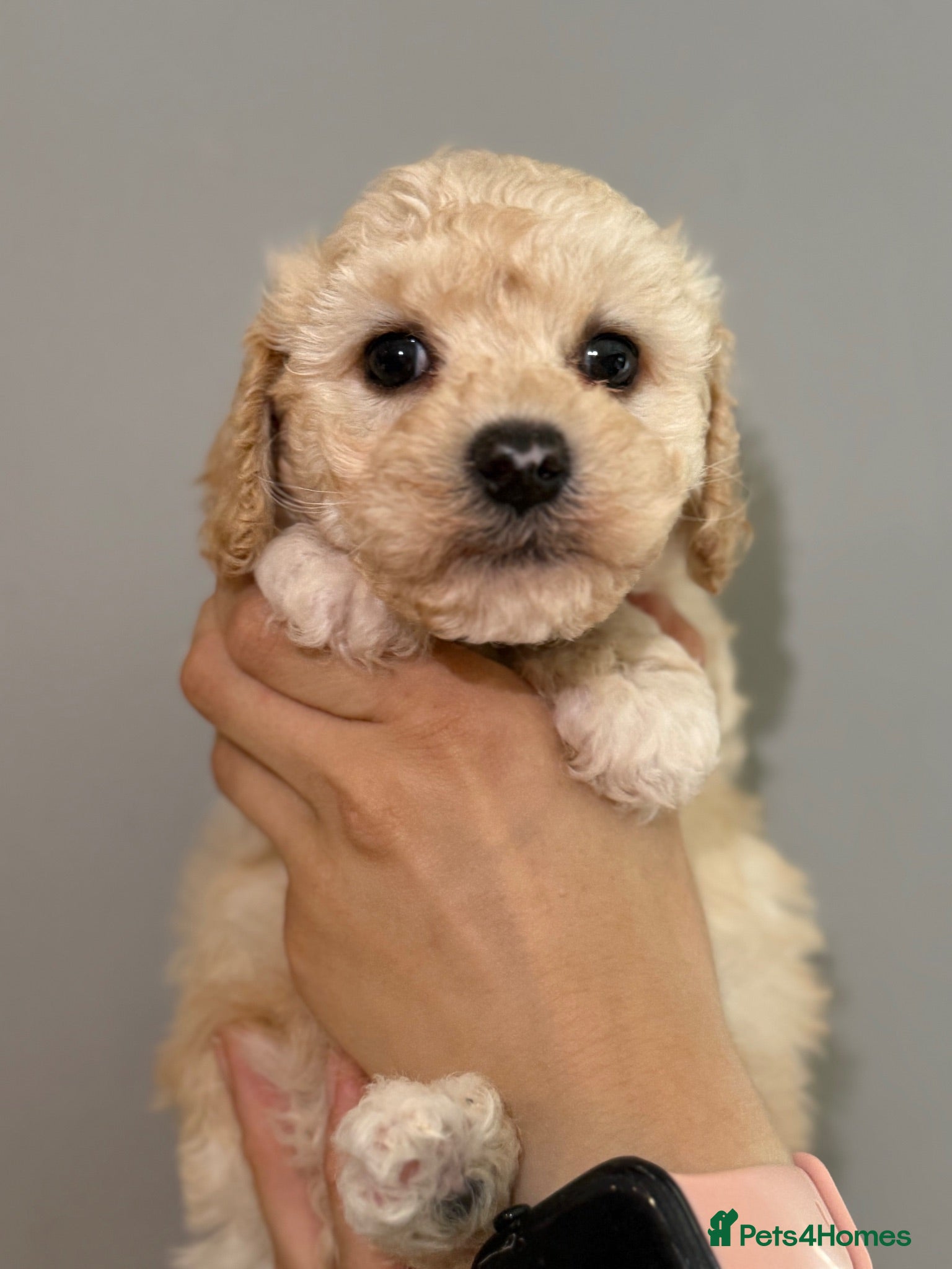 Cavachon dogs Stunning Cavapoochon  - Advert 2