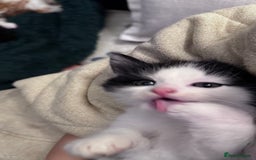 Domestic Shorthair cats for sale: Beautiful and adorable kittens for sale☺️ - Image 29