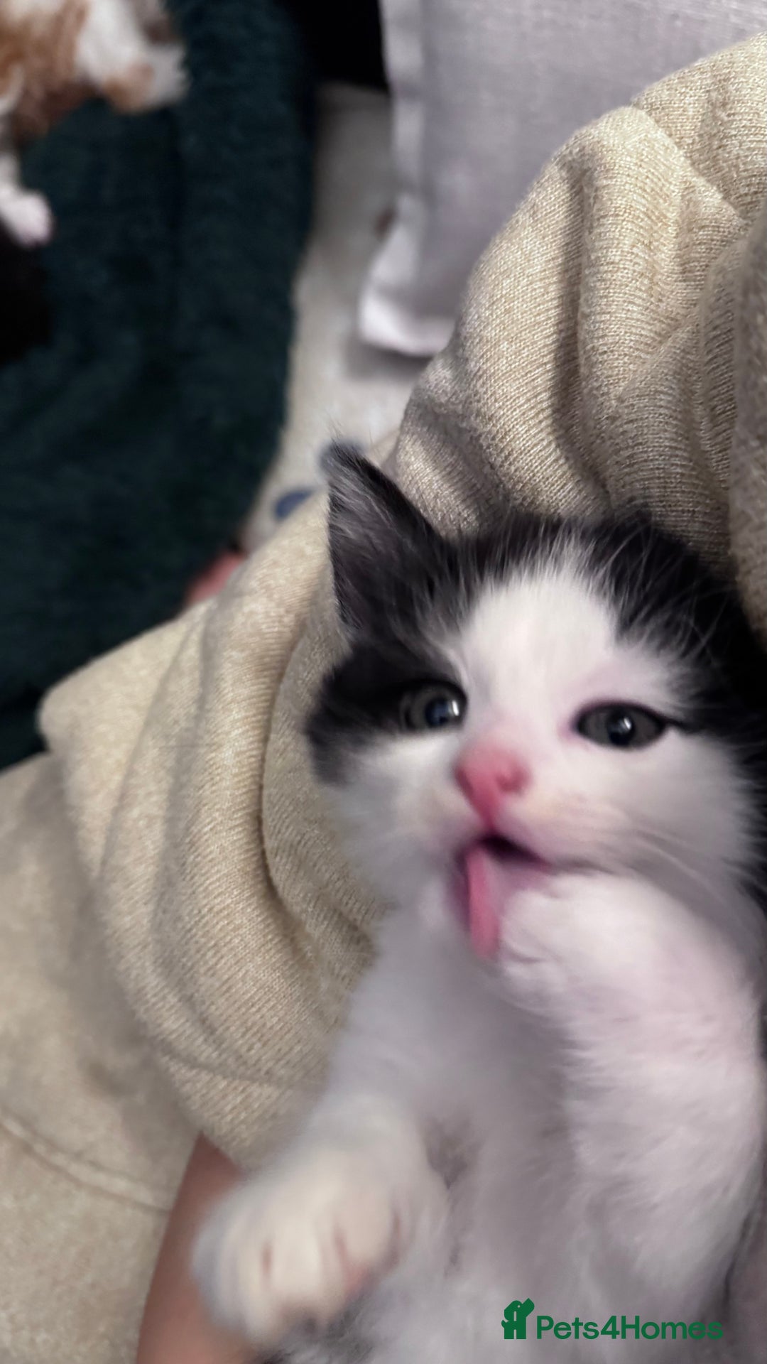 Domestic Shorthair cats for sale: Beautiful and adorable kittens for sale☺️ - Image 29