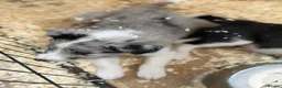 Border Collie dogs for sale: Rare coloured Border Collie Puppies for sale - Advert 7