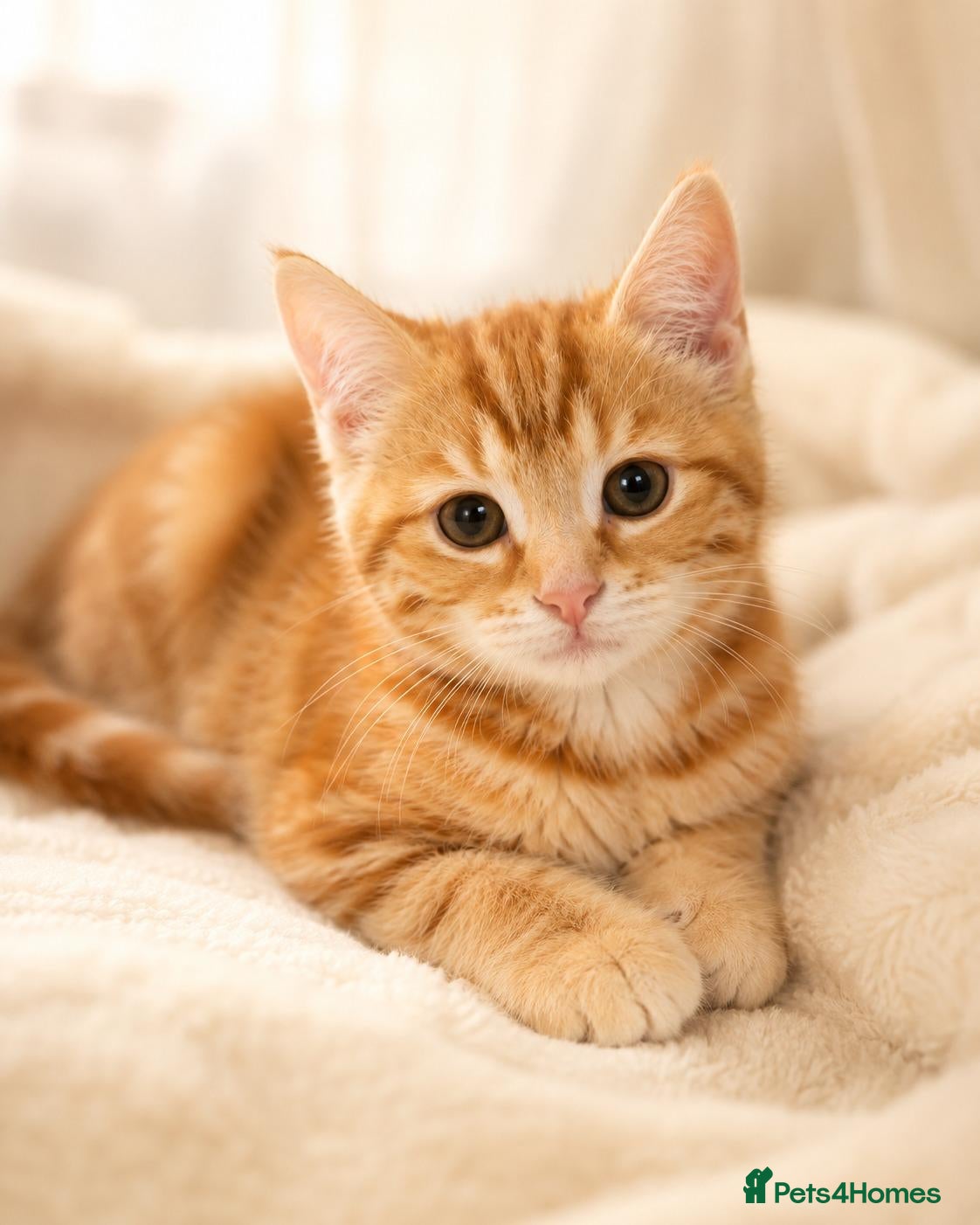 Siberian cats Half Siberian kitten for discount price. - Advert 1