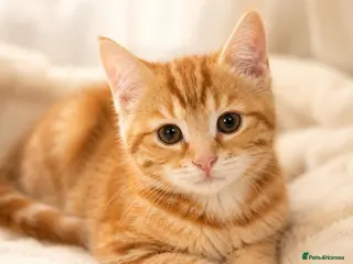 Siberian cats Half Siberian kitten for discount price. - Advert 1