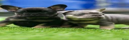 French Bulldog dogs for sale: French bull dog puppies  - Advert 4