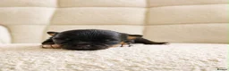 Chihuahua dogs for sale: Tiny Long Haired Chihuahua puppies  - Advert 11