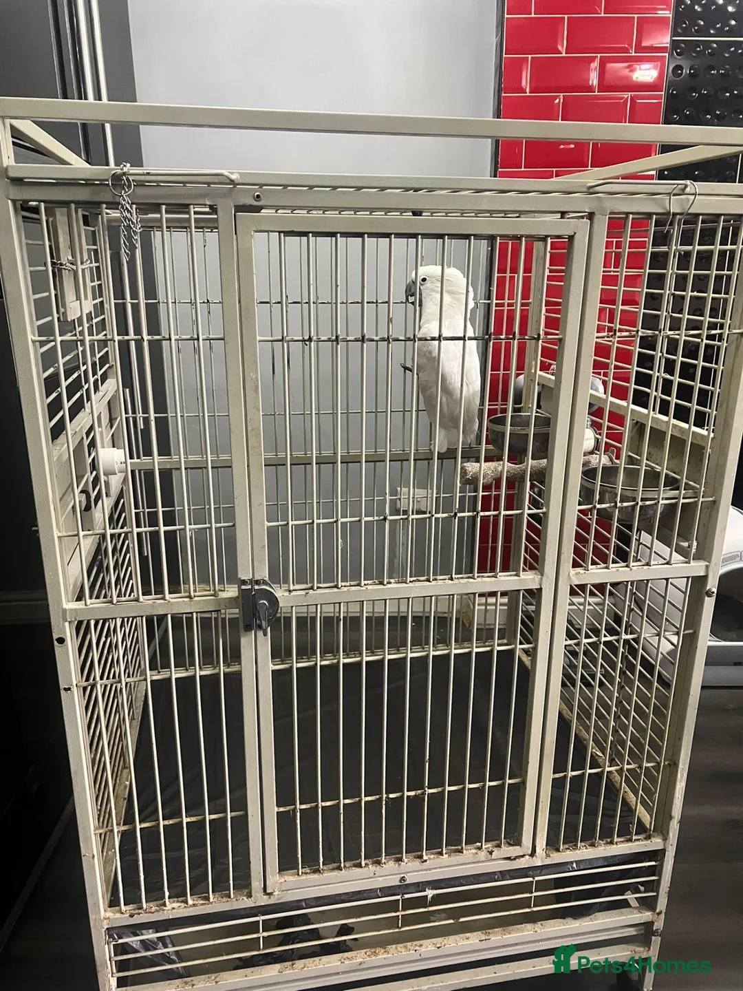 Cockatoo birds for sale: Snowy Cookatoo Parrot  - Advert 2