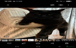 Maine Coon cats for sale: Maine Coon cross kittens - Image 9