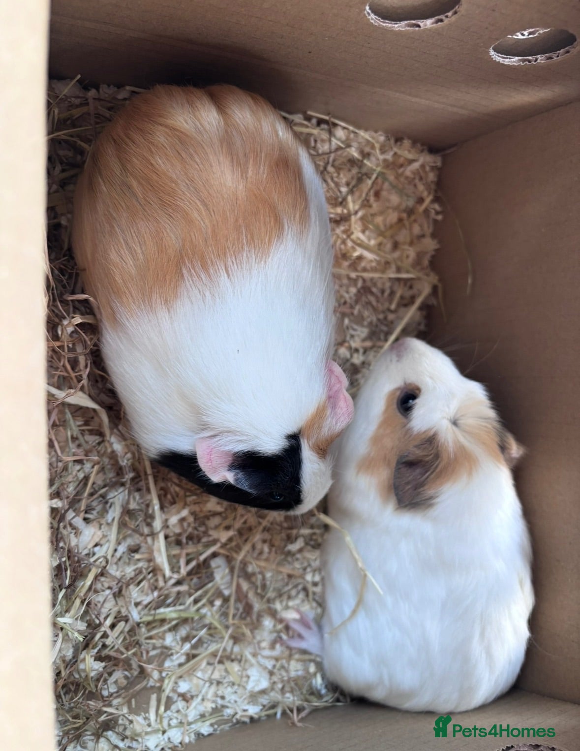 Guinea Pig rodents 2 Female Guinea Pigs  - Advert 4