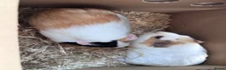 Guinea Pig rodents for sale: 2 Female Guinea Pigs  - Advert 3