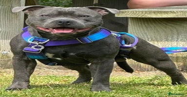 Staffordshire Bull Terrier dogs in Liverpool - Advert 3