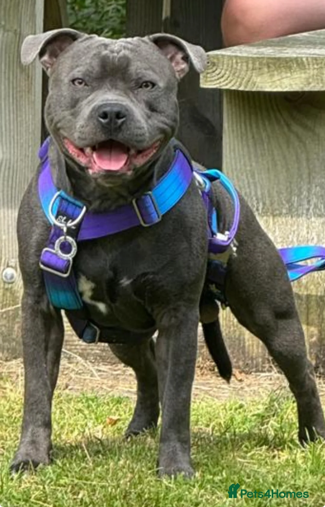 Staffordshire Bull Terrier dogs for stud: KC Registered Blue Staff Stud includes A.I in Liverpool - Advert 6