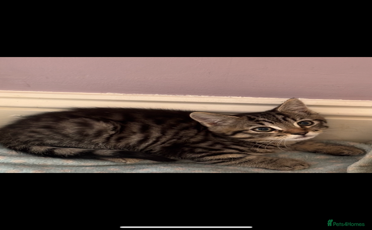 Mixed Breed cats - Advert 2