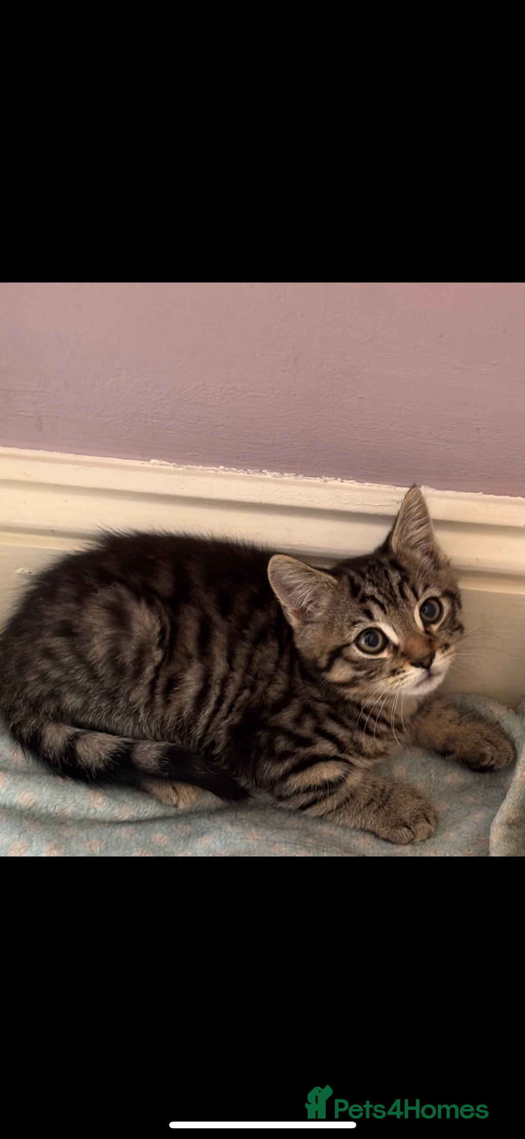 Mixed Breed cats for sale: Kittens MaineCoon x Bengal 8 weeks ready today  - Image 2