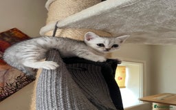 British Shorthair cats for sale: British Shorthair colourpoint kittens  - Image 10