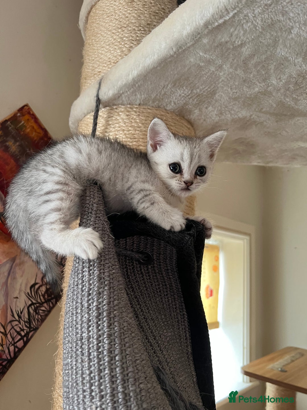 British Shorthair cats for sale: British Shorthair colourpoint kittens  - Image 10