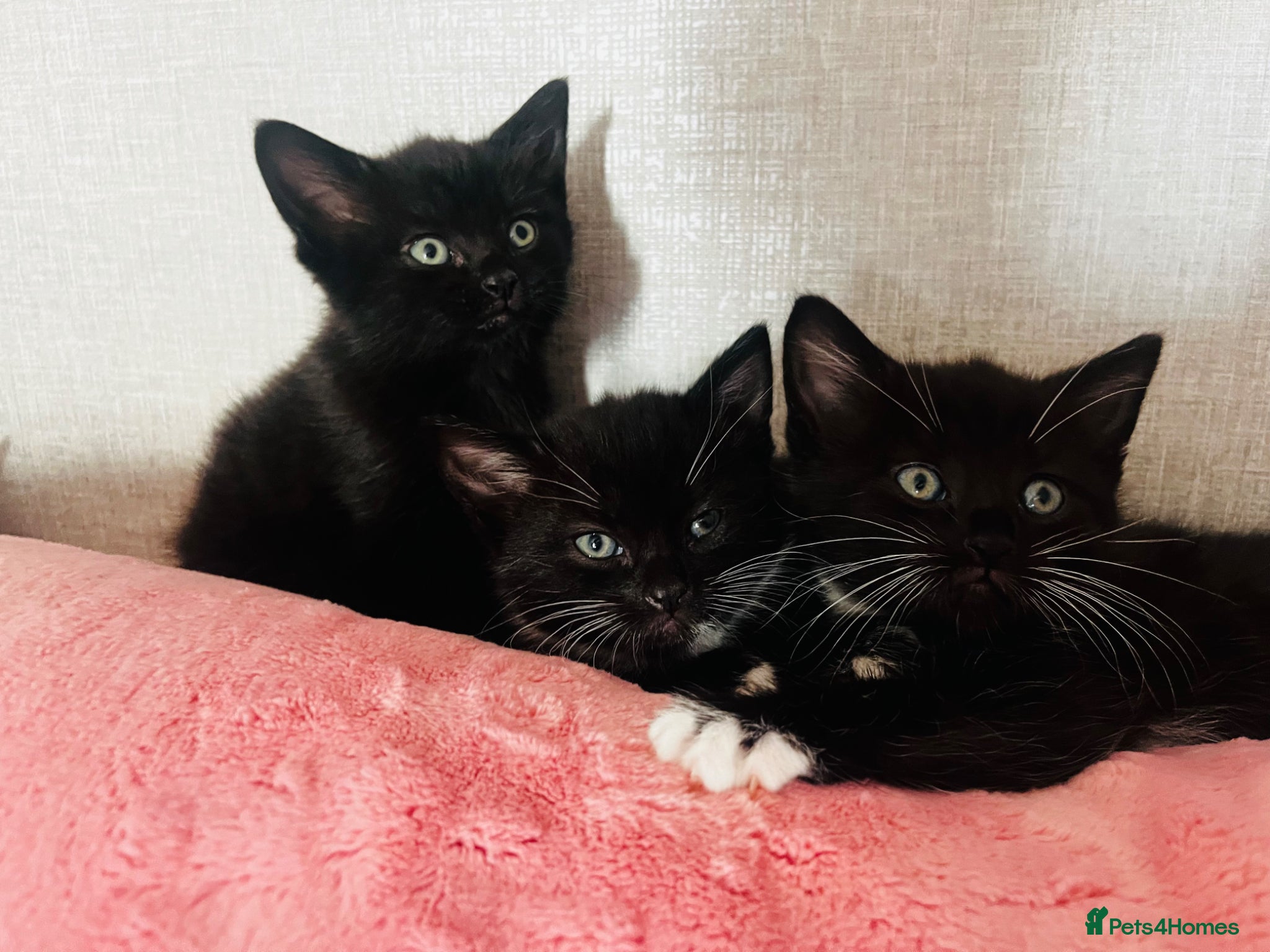 Mixed Breed cats Kittens half Russian blue  - Advert 17