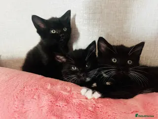 Mixed Breed cats Kittens half Russian blue - Advert 17