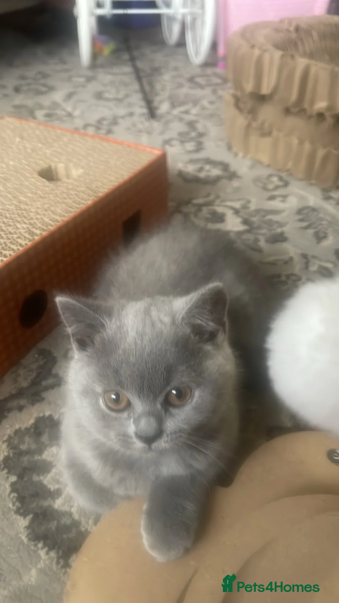 British Shorthair cats for sale: GCCF pedigree British shorthaired blues  - Advert 2