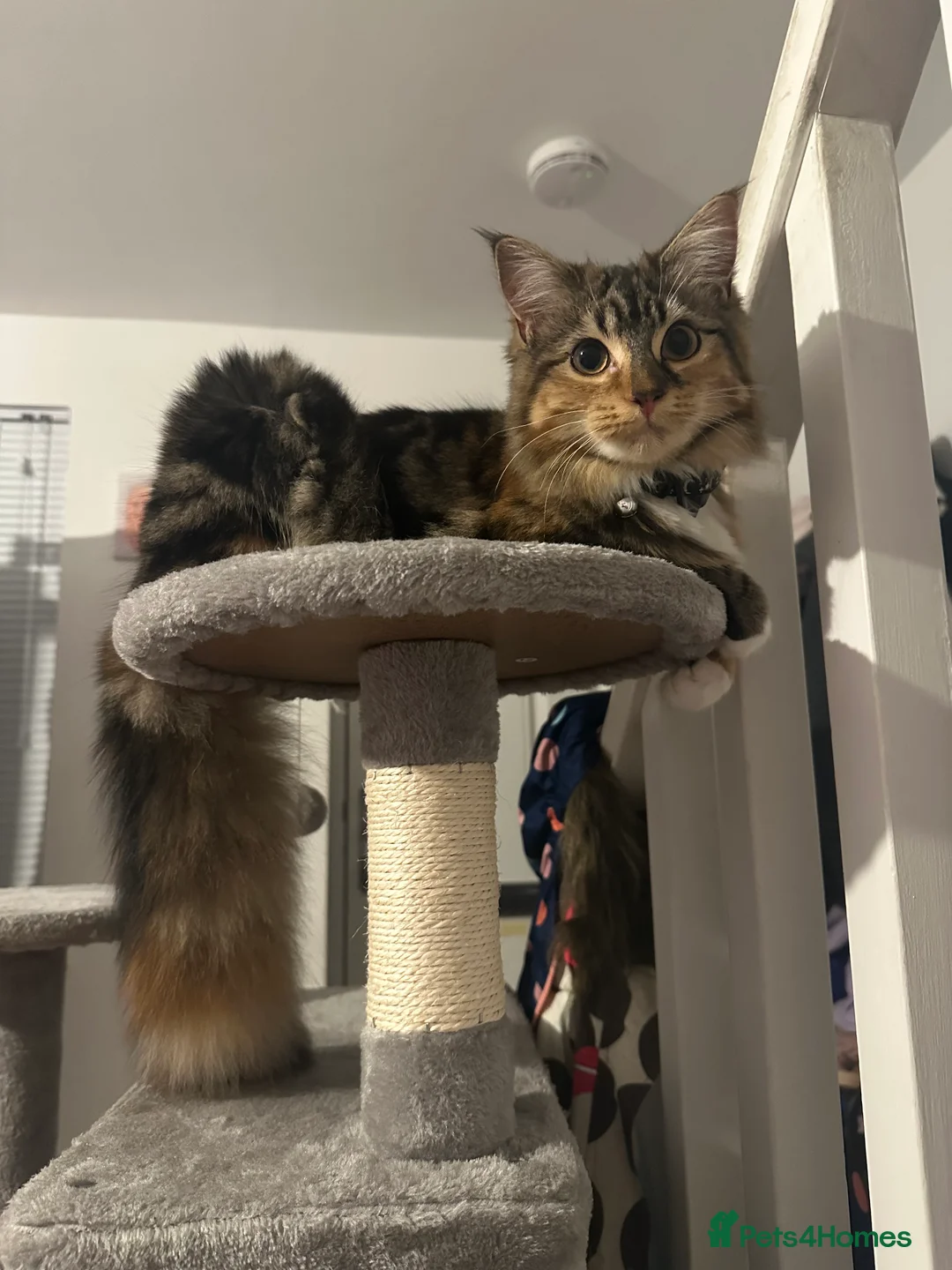 British Longhair cats for sale: Female 9 month old kitten - Advert 2