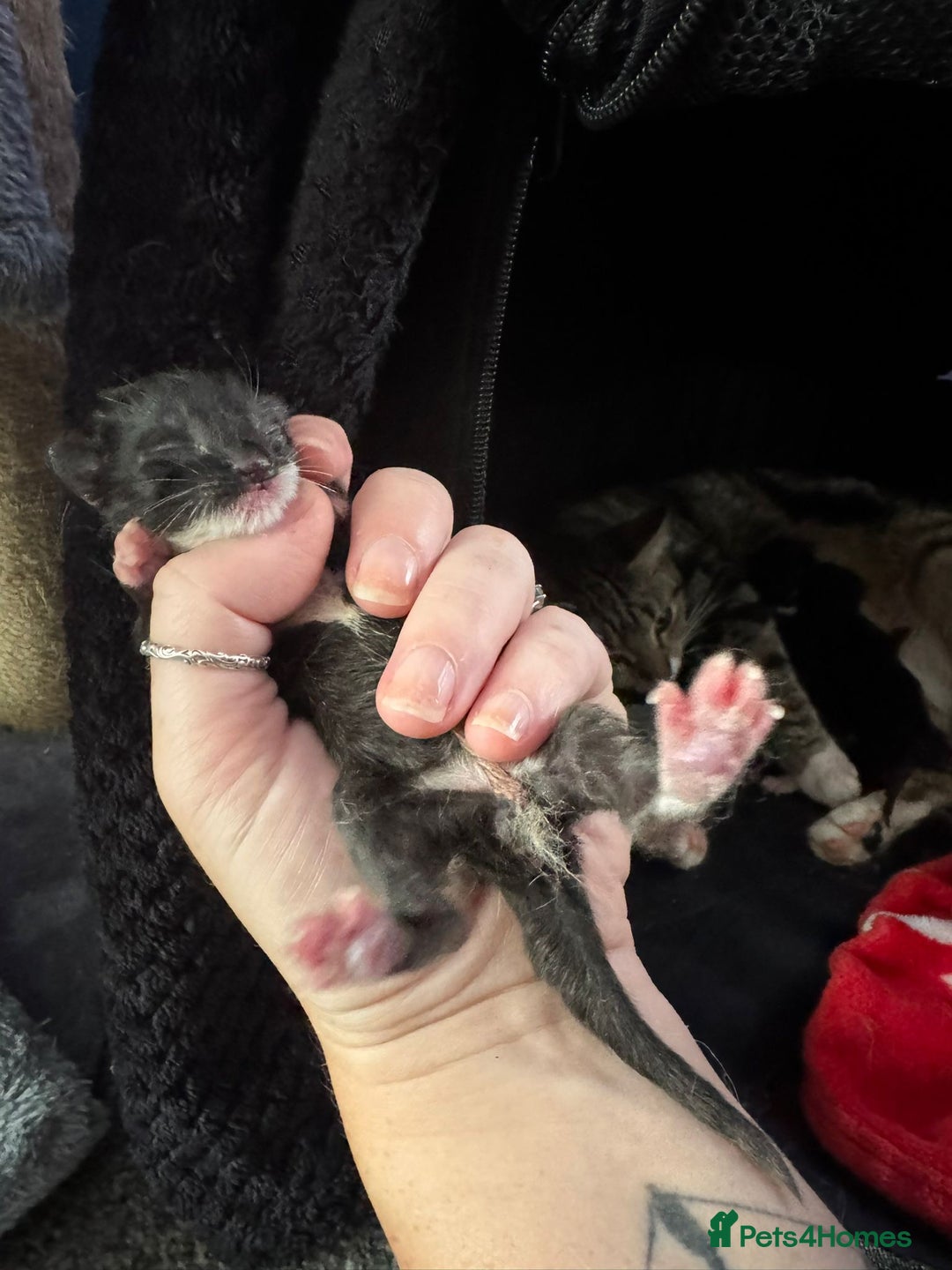 Mixed Breed cats for sale: Black and white kittens  - Image 16