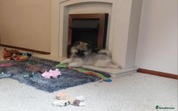 Keeshond dogs for sale: Stunning male Keeshond Puppy ready to go - Image 4