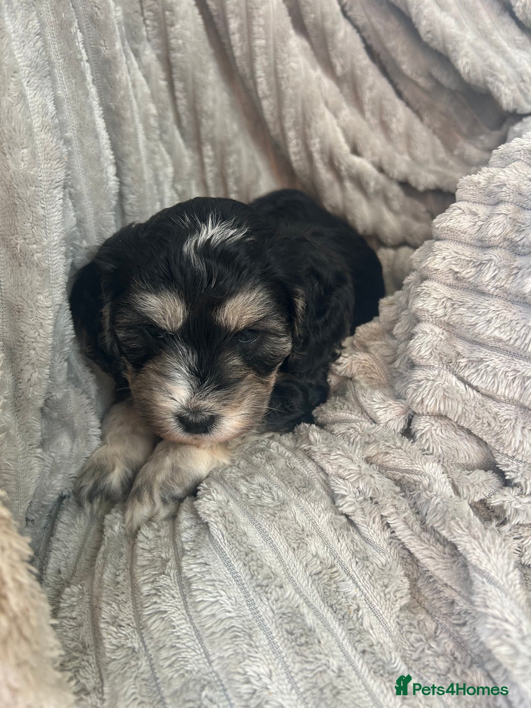Cockapoo dogs for sale: Cockapoo Puppies - Image 29