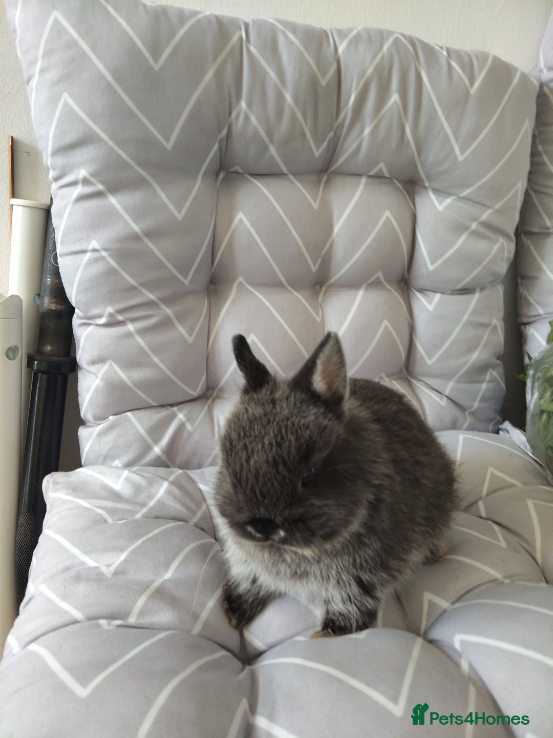 Netherland Dwarf rabbits for sale: Netherlands dwarf rabbits - Advert 3