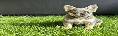 French Bulldog 1