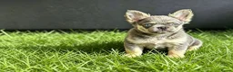 French Bulldog dogs for sale: Fluffy French Bulldogs available now! - Advert 2