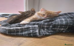 Mixed Breed cats for sale: Ragdoll cross kittens - Image 10