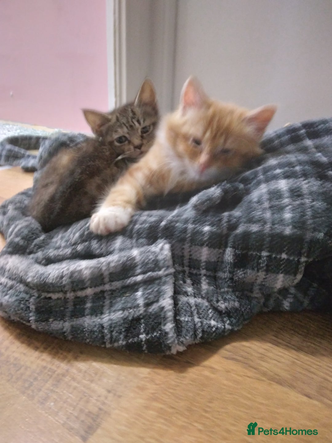 Mixed Breed cats for sale: Ragdoll cross kittens - Image 10
