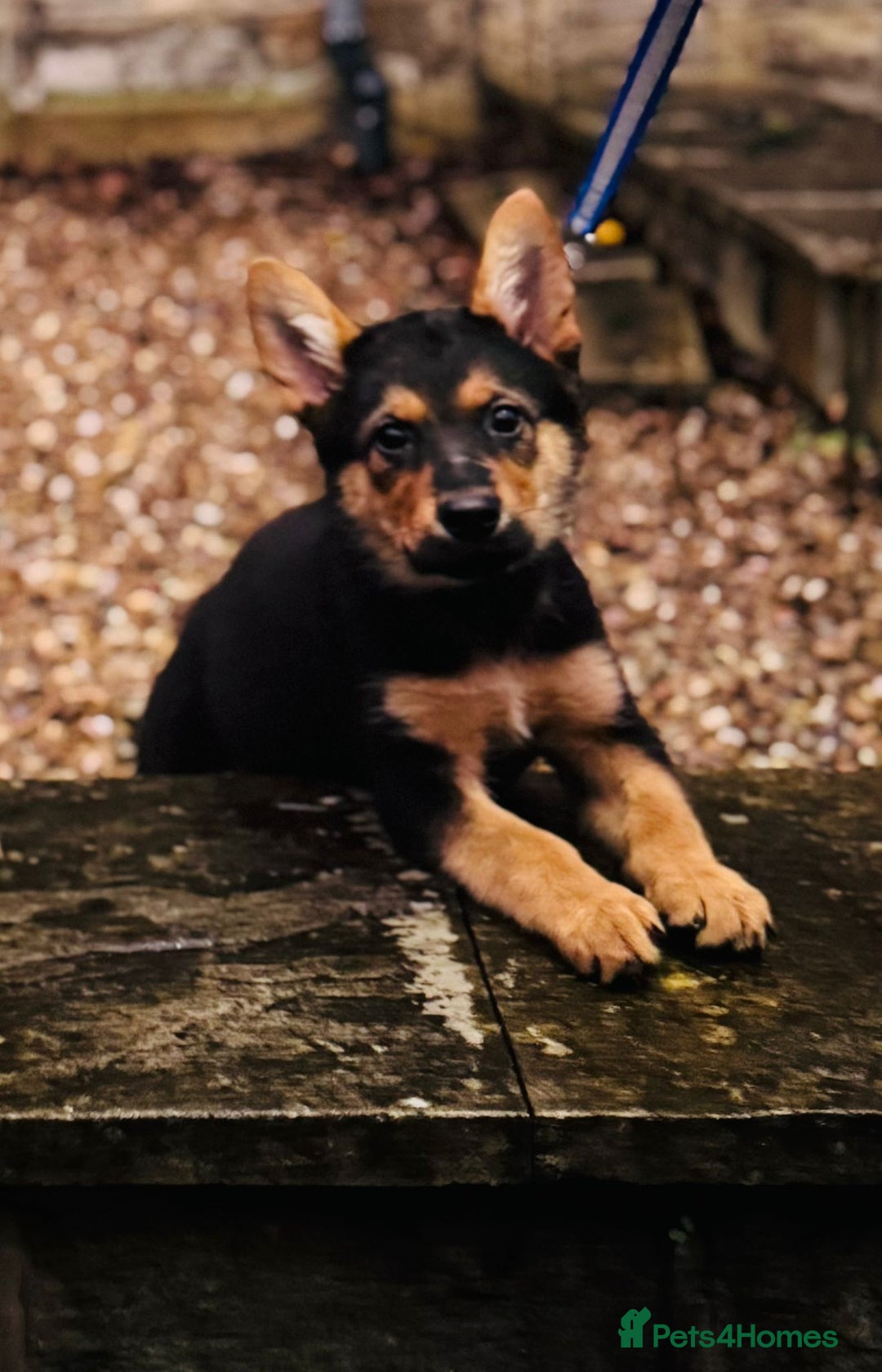 German Shepherd dogs for sale: Exceptional German Shepherd Girls - Advert 16