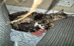 Maine Coon cats for sale: Mainecoon x domestic  - Advert 1