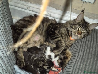 Maine Coon cats for sale: Mainecoon x domestic - Advert 1