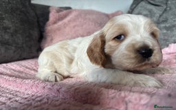 Cocker Spaniel dogs for sale: Top class cocker spaniel puppies  - Image 14