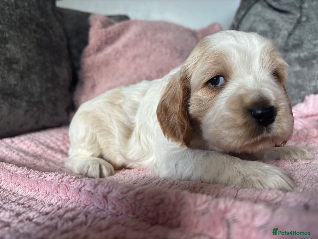 Cocker Spaniel dogs for sale: Top class cocker spaniel puppies  - Image 14