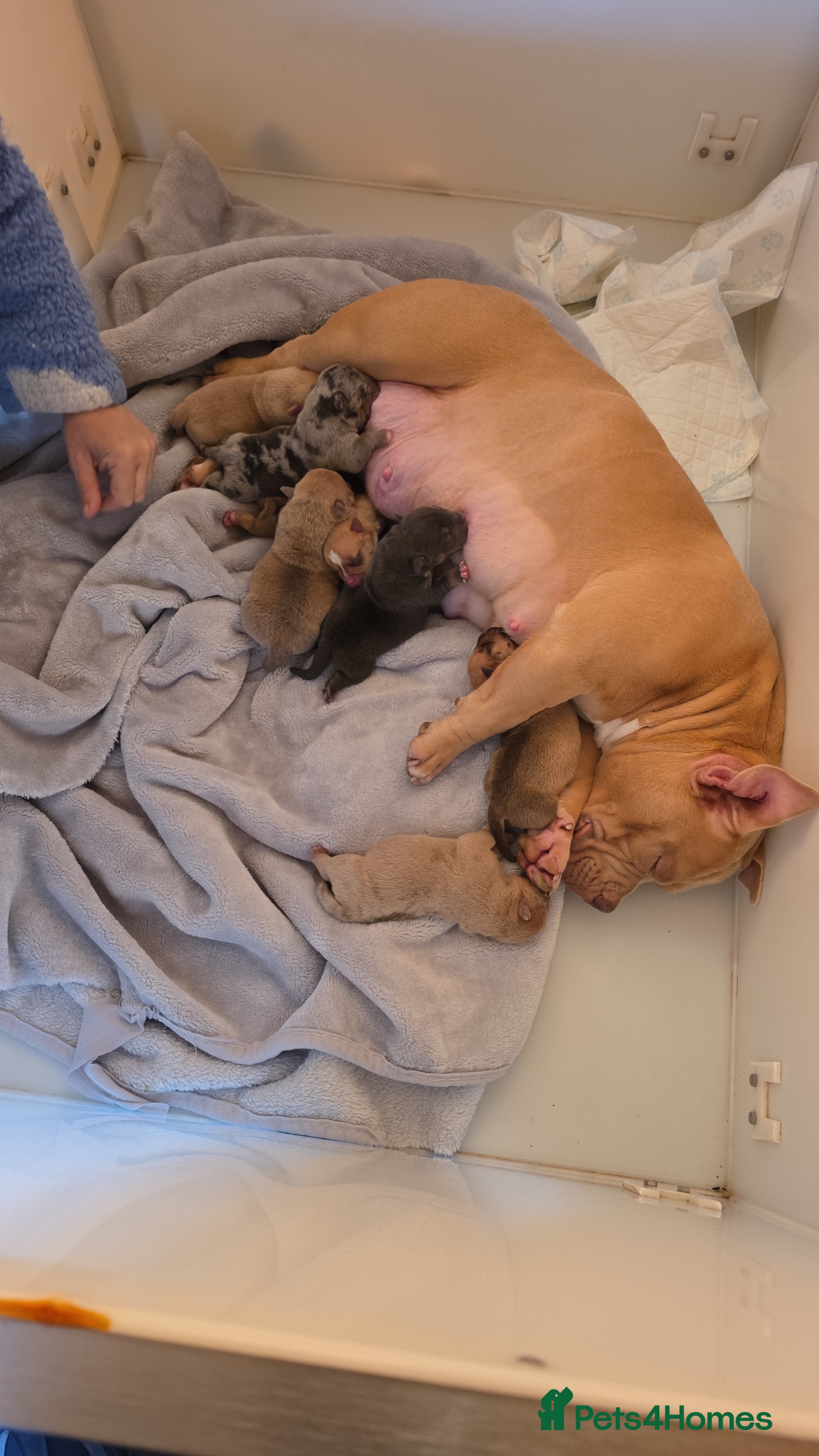 American Bully dogs Pocket bully puppies - Advert 14