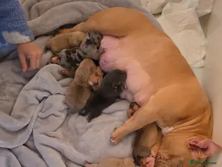 American Bully dogs Pocket bully puppies - Advert 1