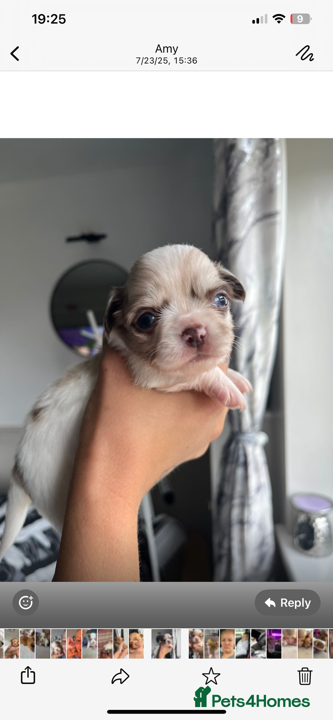 Chihuahua dogs for sale: Chihuahua Merle Puppies  - Image 4