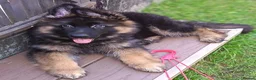 German Shepherd dogs for sale: KC PUPPIES FOR SALE - Advert 4